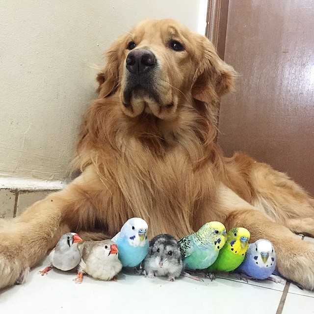 tastefullyoffensive:  Bob the golden retriever is best friends with eight birds and