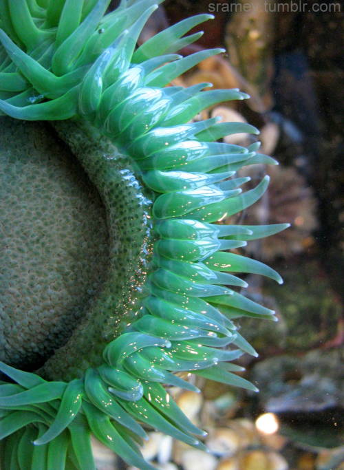 Sea anemones are predatory aquatic invertebrates.   They are attached to an underwater surface 