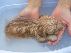 Bless a little puppy having a bath definitely