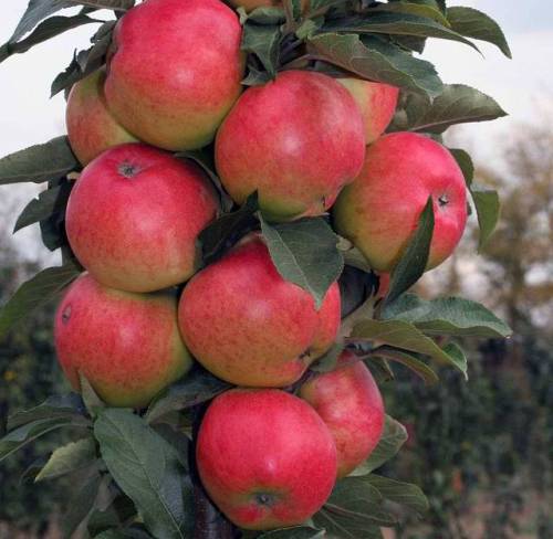 fruit trees