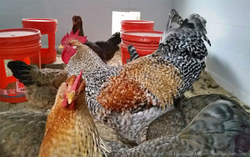 HEY my Bielefelders chickens are extremely good here are some cellphone photos of them between 6-7 m