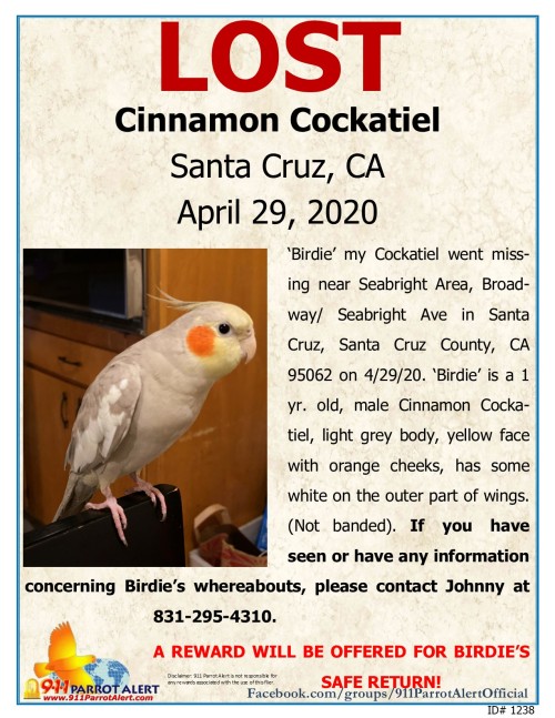 LOST - COCKATIEL,  APRIL 29, 2020, “BIRDIE”, SANTA CRUZ,  CA