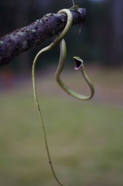 earthlynation:  Baby Green Snake by Ted Major