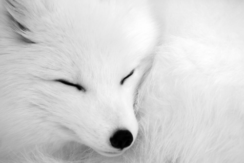 wild-earth:  Asleep by Alain Turgeon