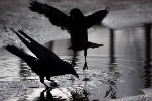 eilansworld:The Crowtographer