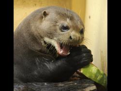 pughorror:  chxnce:  plot-line:  “Otter