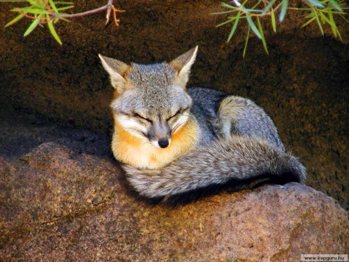 redpyrofox:Request for more sleeping foxes!
