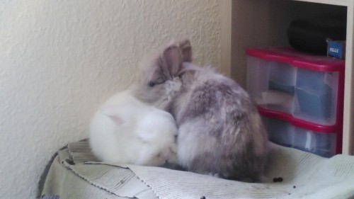 I Can't With These Two