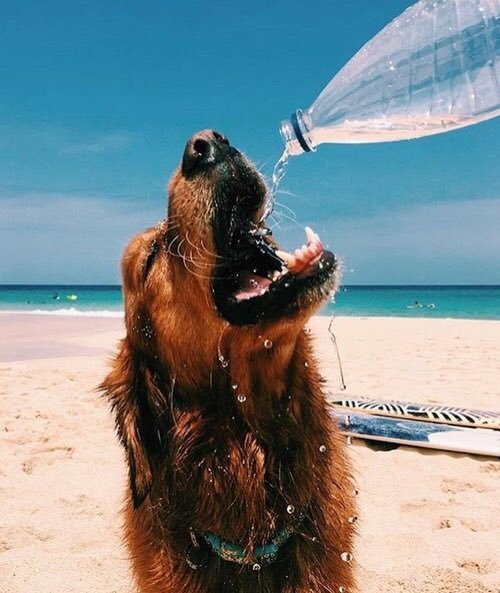 babyanimalgifs:The only thing better than pups are summer pups