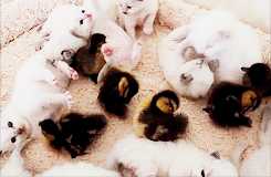 becausebirds:  ducklings and catlings 