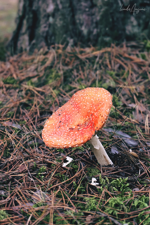 fly agaric