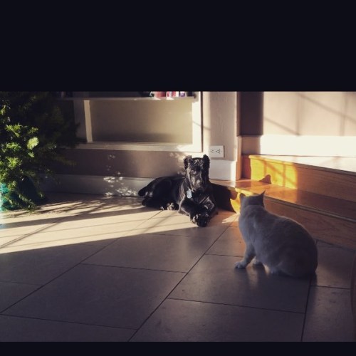 They had a moment this morning. There were kisses shortly after this. by 6feetofsunshine