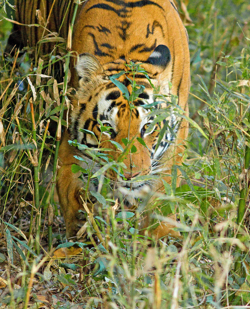 funkysafari:  Indian Tiger (Panthera tigris tigris) trying to hide, Kanha National