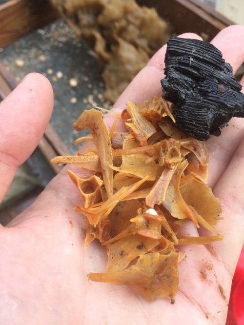 Submerged prehistoric archaeology: a view from the dredge barge.