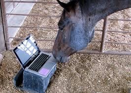 peteseeger:  lord-kitschener:  Horses are big but they’re huge wussies and most