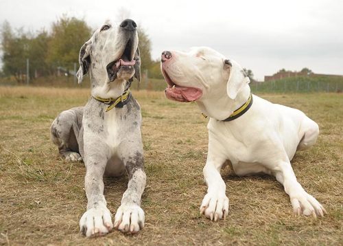 drunkblogging:  sendintheclownswithoutadash:  A dog’s seeing eye dog “Lily is a Great Dane that has been blind since a bizarre medical condition required that she have both eyes removed. For the last 5 years, Maddison, another Great Dane, has been