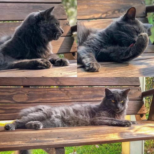 naturelvr69likes: sparrowsriver: Sofia enjoying a summer breeze on the swing. #lifeofacat #cat #cats