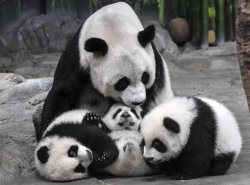 bears-addict:  Panda mother Ju Xiao and her