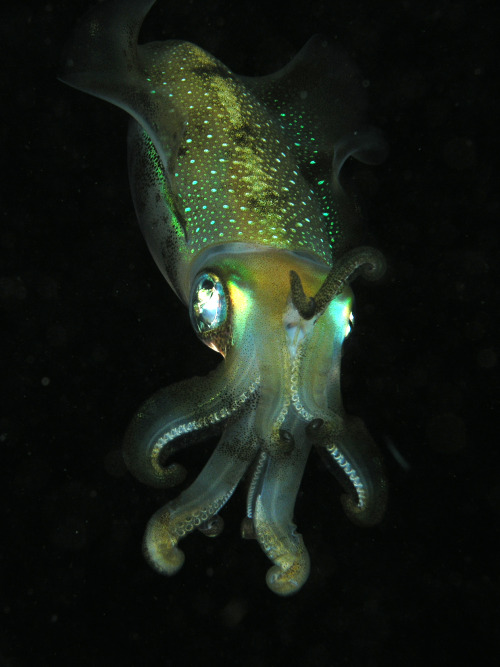 wildography:Cephalopod source
