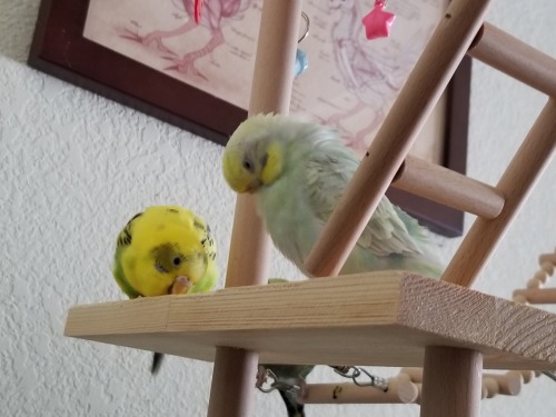 Playground birbs