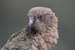 parrotchatter:  Don’t be fooled; Keas are anything but dull. Images by Alan Gutsell  