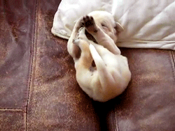 the-personal-quotes:  baby animal posts daily