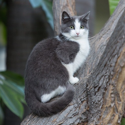 Last time Jessamine was spotted, she was just a kitten! Here she is all grown up and sitting in a tr