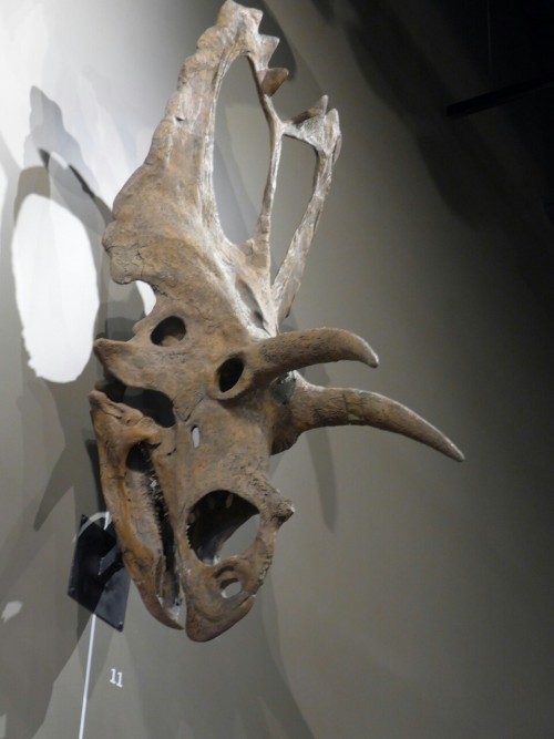 joerojasburke:The ridiculously amazing wall of ceratopsian skulls at the Natural History Museum of U