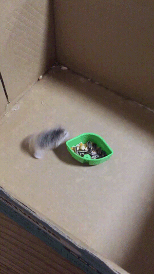 blazepress:  Hamster drift.   All this needs is Initial D music now :D