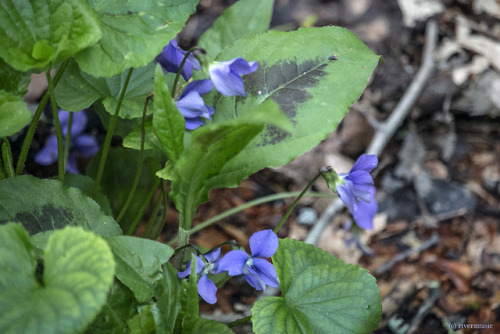 Favorites: Bunches of Wood Violet are springing from the forest floor like wild bouquets. © riv