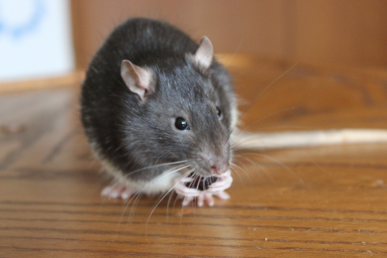 youbringdamnation:   RATS TO GOOD HOMES  I have 5 boys who need good homes. I live