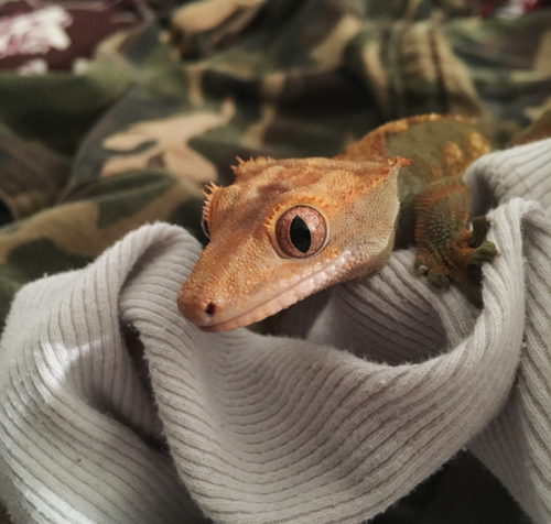 Little Fómhar, helping me do some laundry 