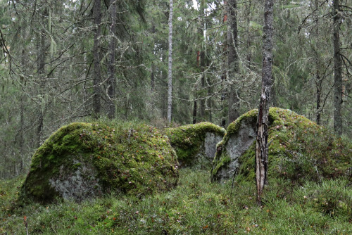 michaelnordeman:October afternoon in the forest.