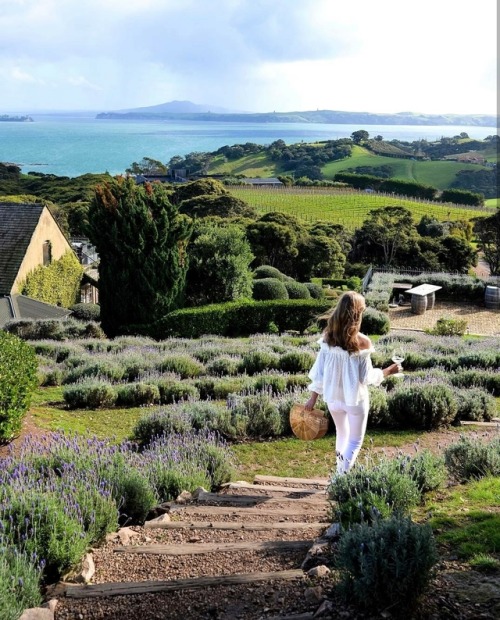 Entrevejo em meus sonho o lugar onde poderei viver em paz um grande amor: uvas, lavanda e o barulho 