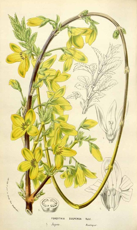 scientificillustration: Forsythia suspensa (Thunb.) Vahl Houtte, L. van, Flore des serres et des jar
