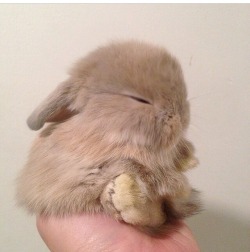 hi, so here’s a really tiny rabbit