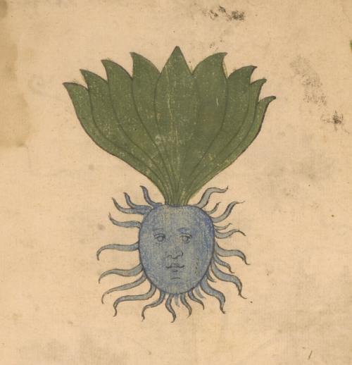 Herbal from Northern Italy (15 c.)