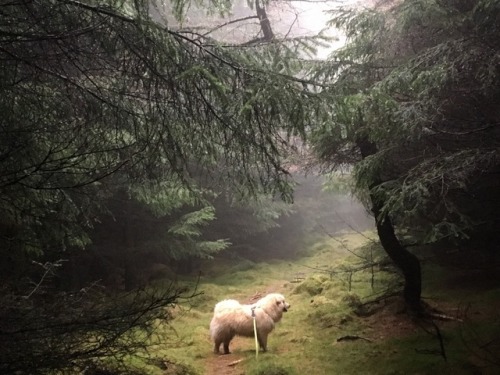 Scottish weather Drumtochty Forest, Aberdeenshire, March &lsquo;17