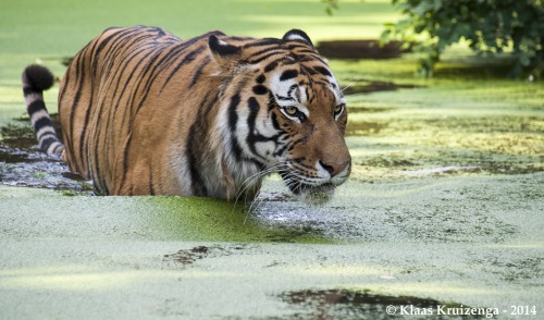 Tiger @ Duisburg Zoo, Duisburg ~ GermanyBy Klaas Kruizenga