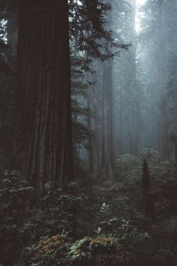 jrxdn:  Redwoods | Instagram | Facebook