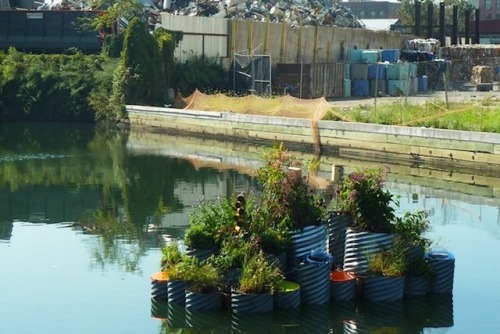 mhysa-pizza: moonageddaydream:  solarpunks:  Floating Garden Cleans As It Grows In One of Most Polluted Waterways In US The Gowanus Canal in New York City is notorious for being one of the most polluted waterways in the U.S. Imagine everyone’s surprise