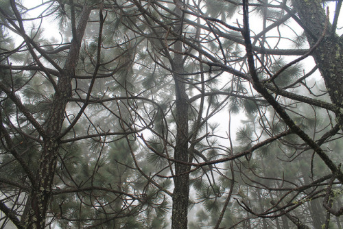 Niebla en el bosque by HectorVaM on Flickr.