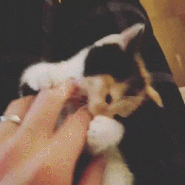 Cat GIF Central