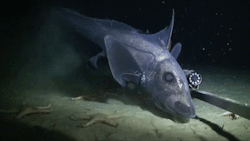 todropscience:  Dark ghost shark (Hydrolagus novaezealandiae) and the pale ghost shark (Hydrolagus bemisi), both are shortnose chimaera of the family Chimaeridae, found on the continental shelf around the South Island of New Zealand in depths from 30