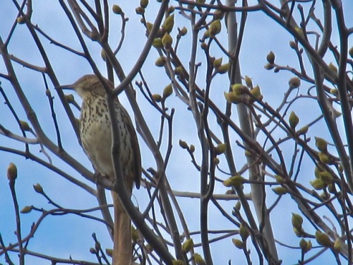 Here are a couple of birds that helped make my bird walk a success. Rufus-sided towhee above, brown 