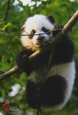 giantpandaphotos:  © Inge Jonker. 