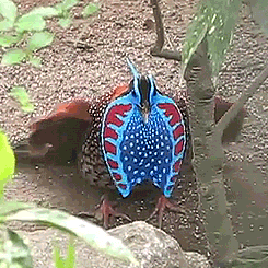 becausebirds:  Temminck’s Tragopan Pheasant. Look at its blue dangly thing! 