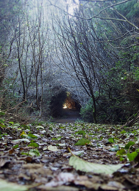 Pathway by Alkaline Samurai on Flickr.