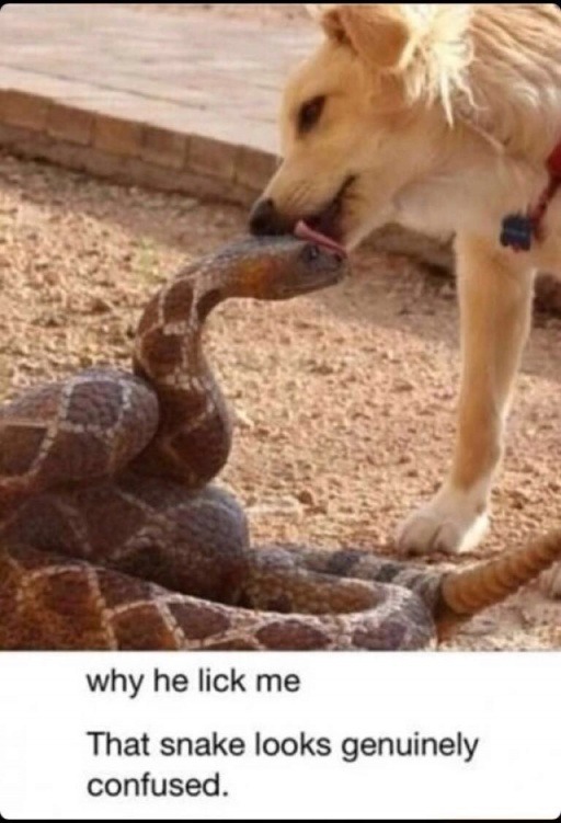 First memes