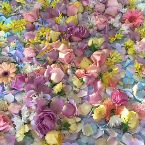tempestpaige:2017 beauty goals: this pile of flower petals